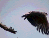 Golden Eagle        Copyright: Tom Forrest