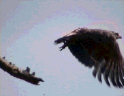 Golden Eagle in Flight            Copyright: Tom Forrest